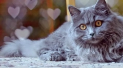 Highland stratet cat (foto): šarmantan dugodlaki škot